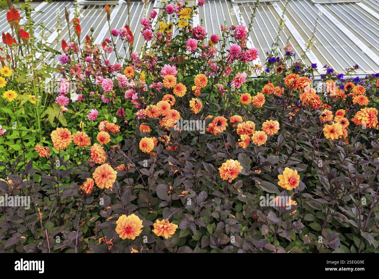 Dahlien (Dahlien) in einem Blumenbeet vor einem Gewächshaus, Mount Congreve Gardens, Gardens, County Waterford, Irland, Europa Stockfoto