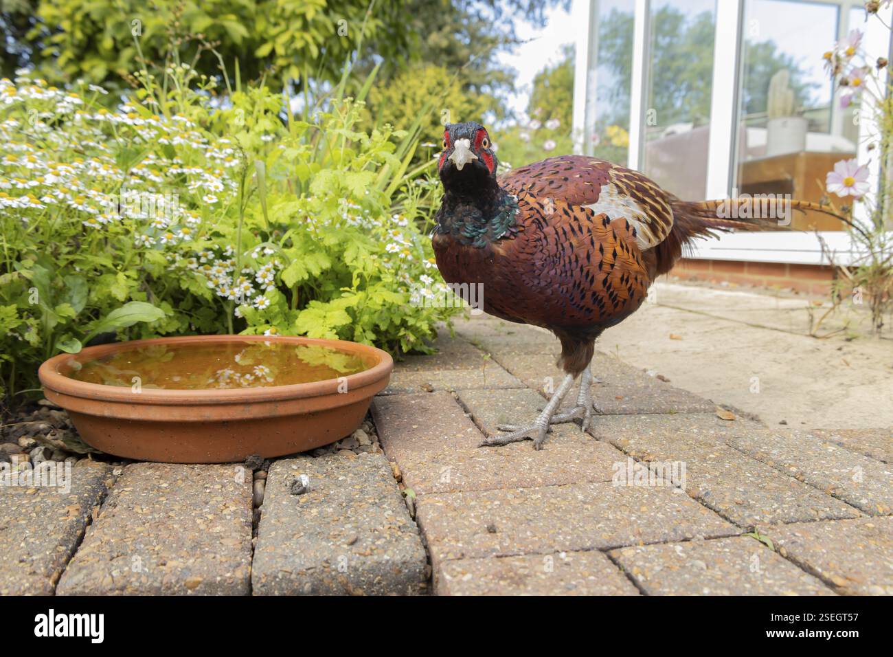 Gewöhnlicher oder Ringhalsfasan (Phasianus colchicus) ausgewachsener männlicher Vogel auf einer städtischen Gartenterrasse, England, Vereinigtes Königreich, Europa Stockfoto Gewöhnlicher oder Ringhalsfasan (Phasianus colchicus) ausgewachsener männlicher Vogel auf einer städtischen Gartenterrasse, England, Vereinigtes Königreich, Europa Stockfoto