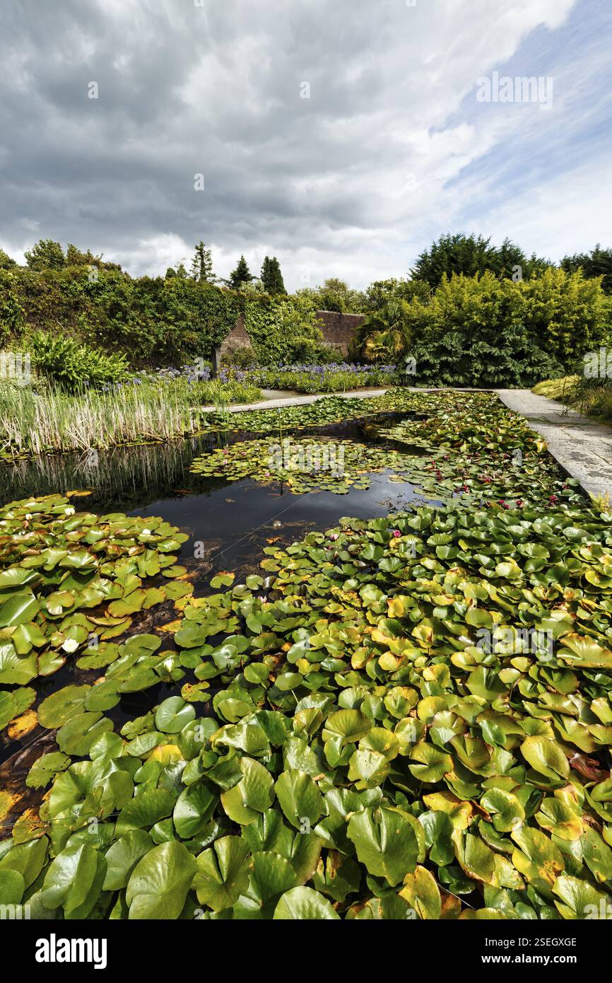 Seerosen auf einem Teich, Mount Congreve Gardens, Gardens, County Waterford, Irland, Europa Stockfoto