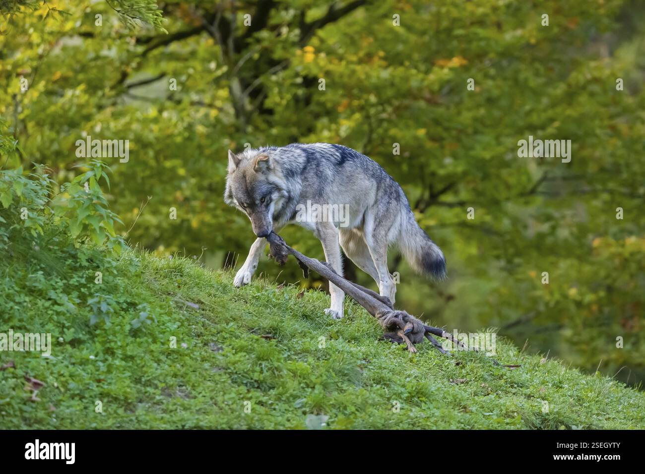 Ein eurasischer Grauwolf (Canis Lupus Lupus) steht auf einem Hügel und spielt mit seiner Nahrung, einem Bein seiner Beute Stockfoto