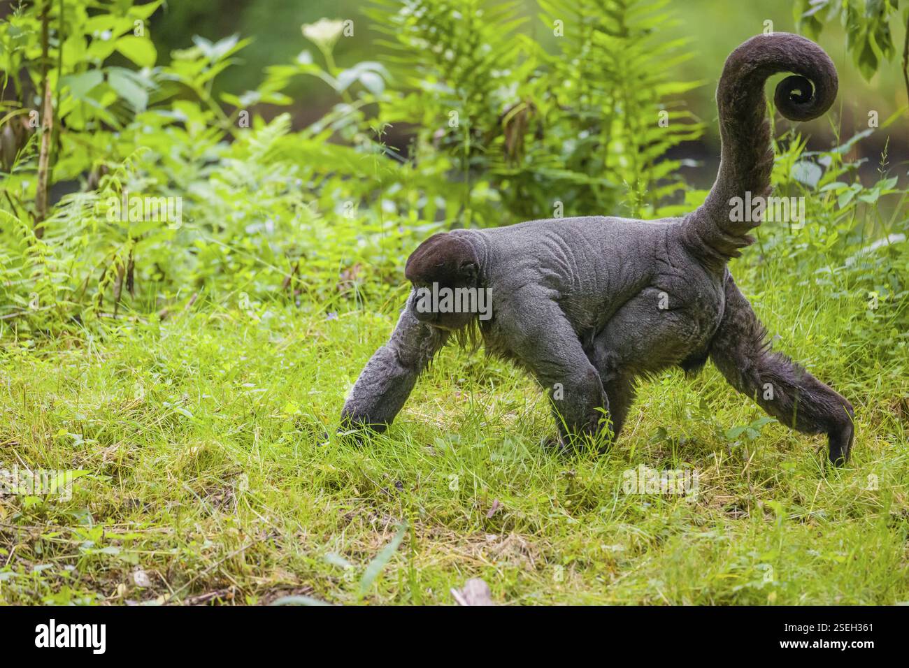 Ein gewöhnlicher Wollaffen, brauner Wollaffen oder Humboldts Wollaffen (Lagothrix lagothricha) läuft auf dem Waldboden Stockfoto