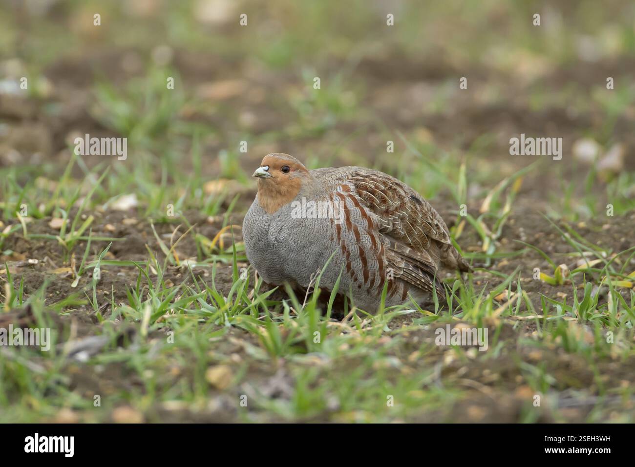 Graue oder ungarische oder englische Rebhühner (Perdix perdix) ausgewachsener Vogel auf einem landwirtschaftlichen Getreidefeld, England, Vereinigtes Königreich, Europa Stockfoto