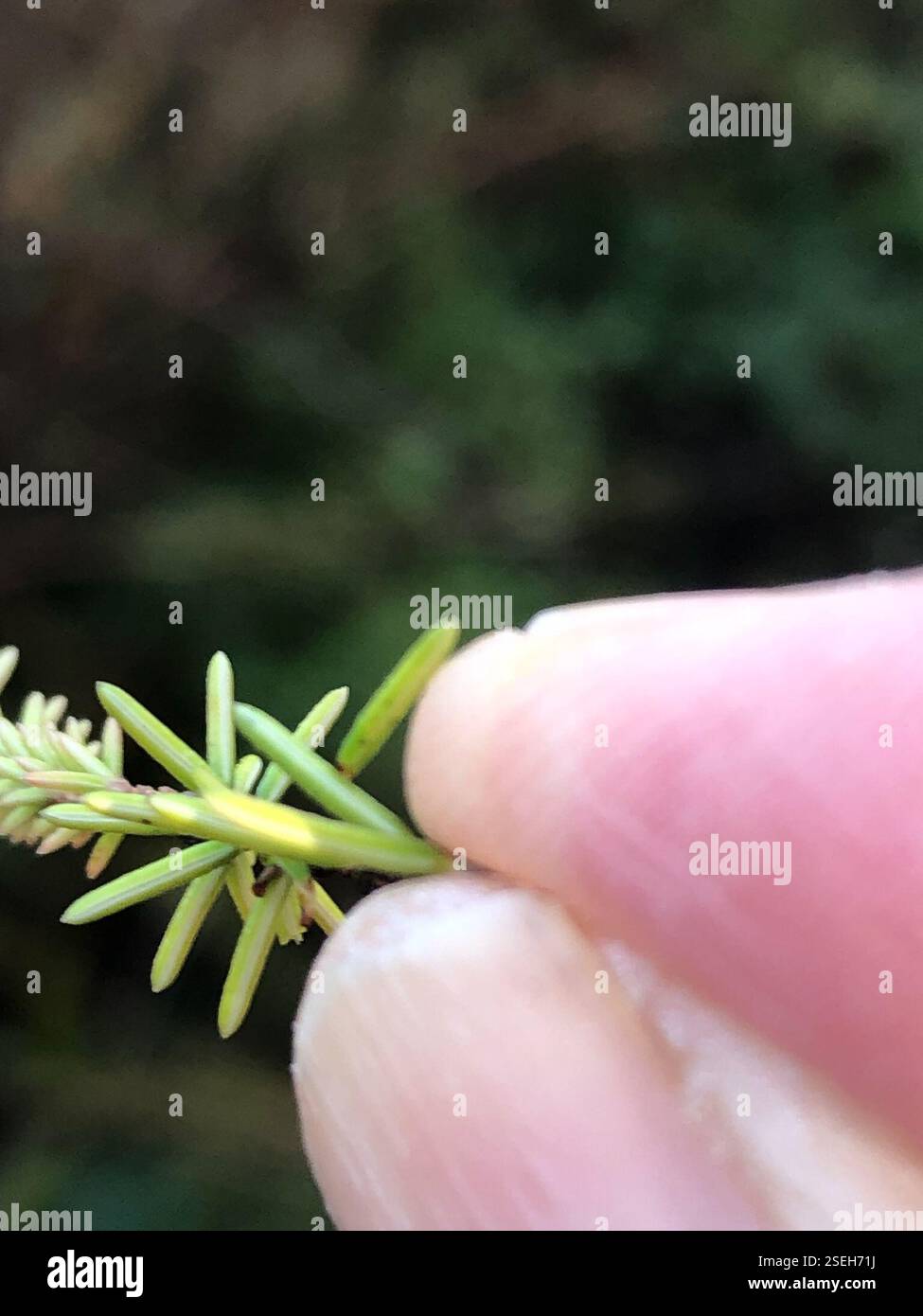 Spring Heath (Erica carnea), Plantae, Heol y Gors, Cardiff, Wales, GB, diese Pflanze wuchs in einer grasbewachsenen Vorstadtstraße zwischen Häusern. Da es sich um ein dekoratives Heidekraut handelt, ist es wahrscheinlich, dass es aus den umliegenden Häusern stammt. Die Antheren ragen aus der Corolla hervor und der Kelch ist viel länger als der Pedikel. Der Flansch, der von der Basis eines Blattes zum darunter liegenden verläuft, scheint über seine Länge mehr oder weniger die gleiche Größe zu haben. (Siehe Foto 6) die Blätter sind sehr schmal, haarlos und in Wirbeln von 4, mit einer sehr kurzen Blattstiele. Die Blattunterseite zeigt eine sehr dünne weiße Linie entlang der Länge Stockfoto