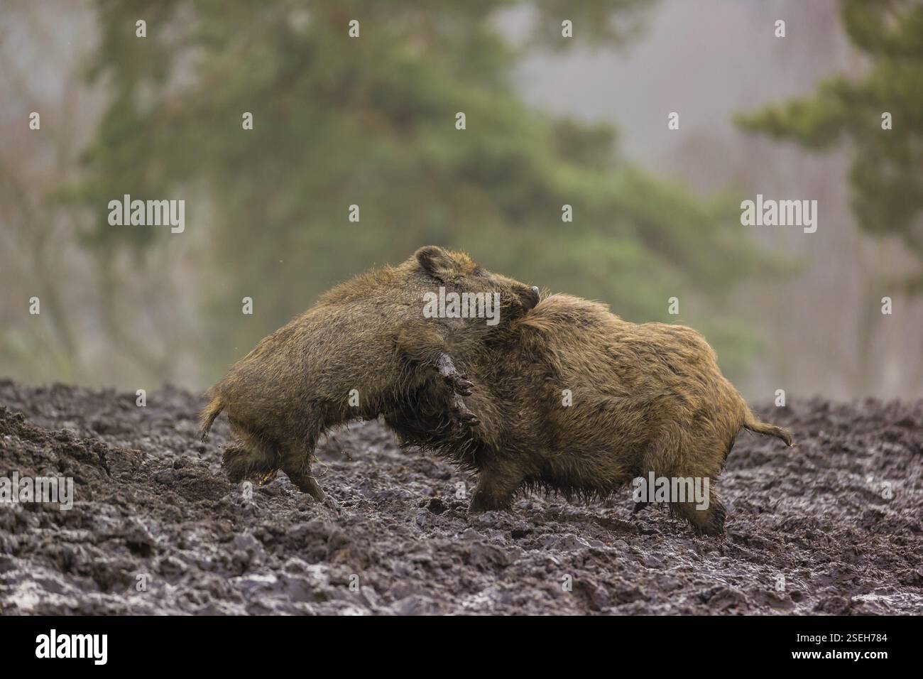 Zwei Wildschweine oder Wildschweine (Sus scrofa) kämpfen an einem nebeligen Tag auf einer Lichtung Stockfoto