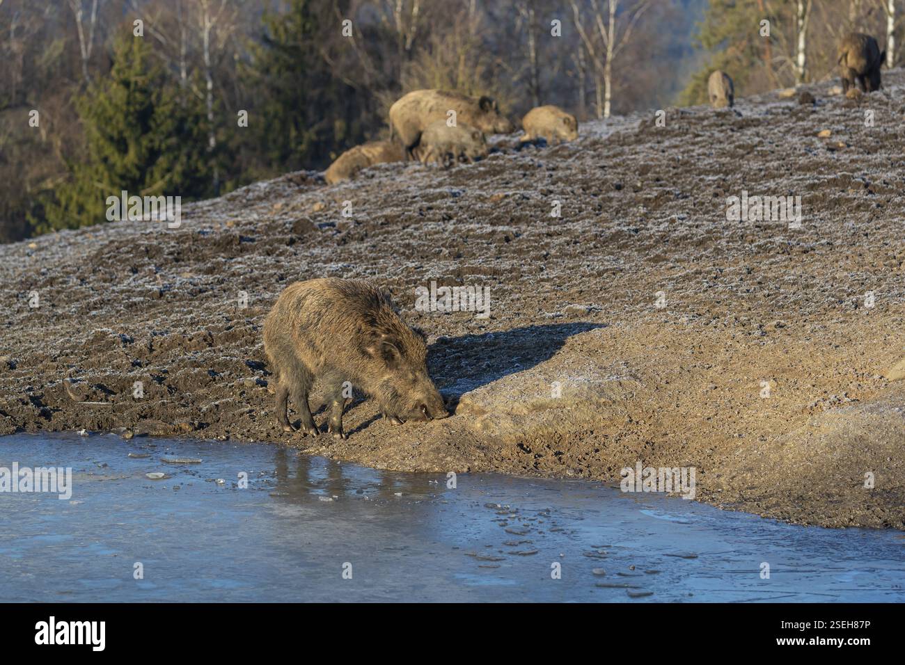 Ein junges Wildschwein oder Wildschwein (Sus scrofa), das im frühen Morgenlicht auf einer eisigen Öffnung in der Nähe eines Teichs nach Nahrung sucht Stockfoto Ein junges Wildschwein oder Wildschwein (Sus scrofa), das im frühen Morgenlicht auf einer eisigen Öffnung in der Nähe eines Teichs nach Nahrung sucht Stockfoto