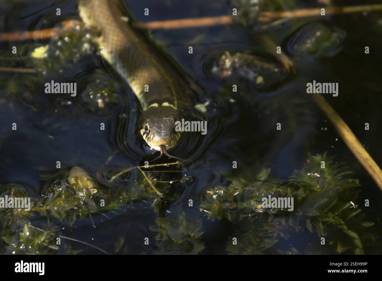 Grasschlange (Natrix natrix) Erwachsene Schlange schwimmt im Wasser eines Teichs, England, Vereinigtes Königreich, Europa Stockfoto
