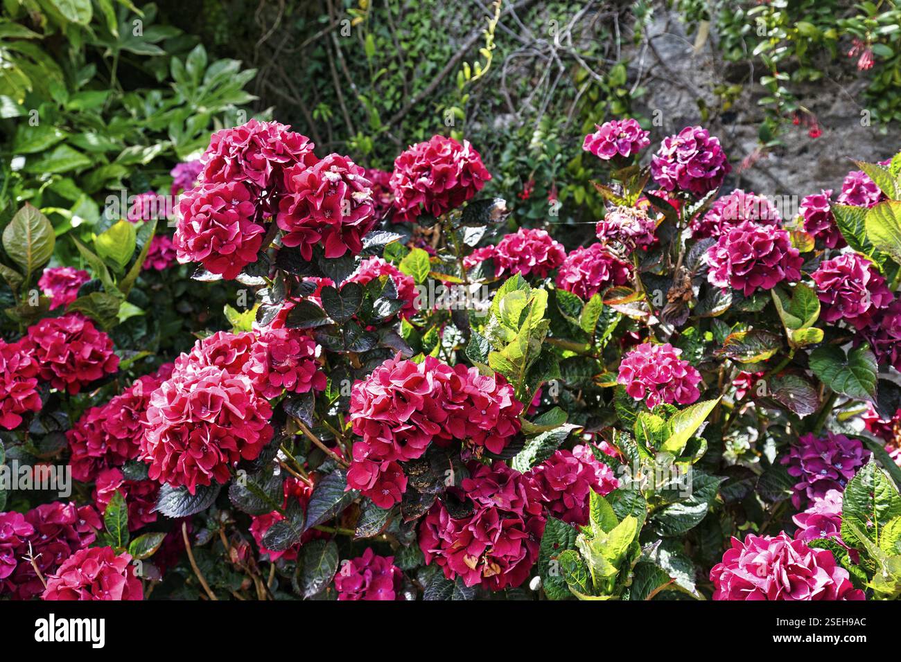 Rosafarbene Blüten einer Hortensie, Mount Congreve Gardens, County Waterford, Irland, Europa Stockfoto