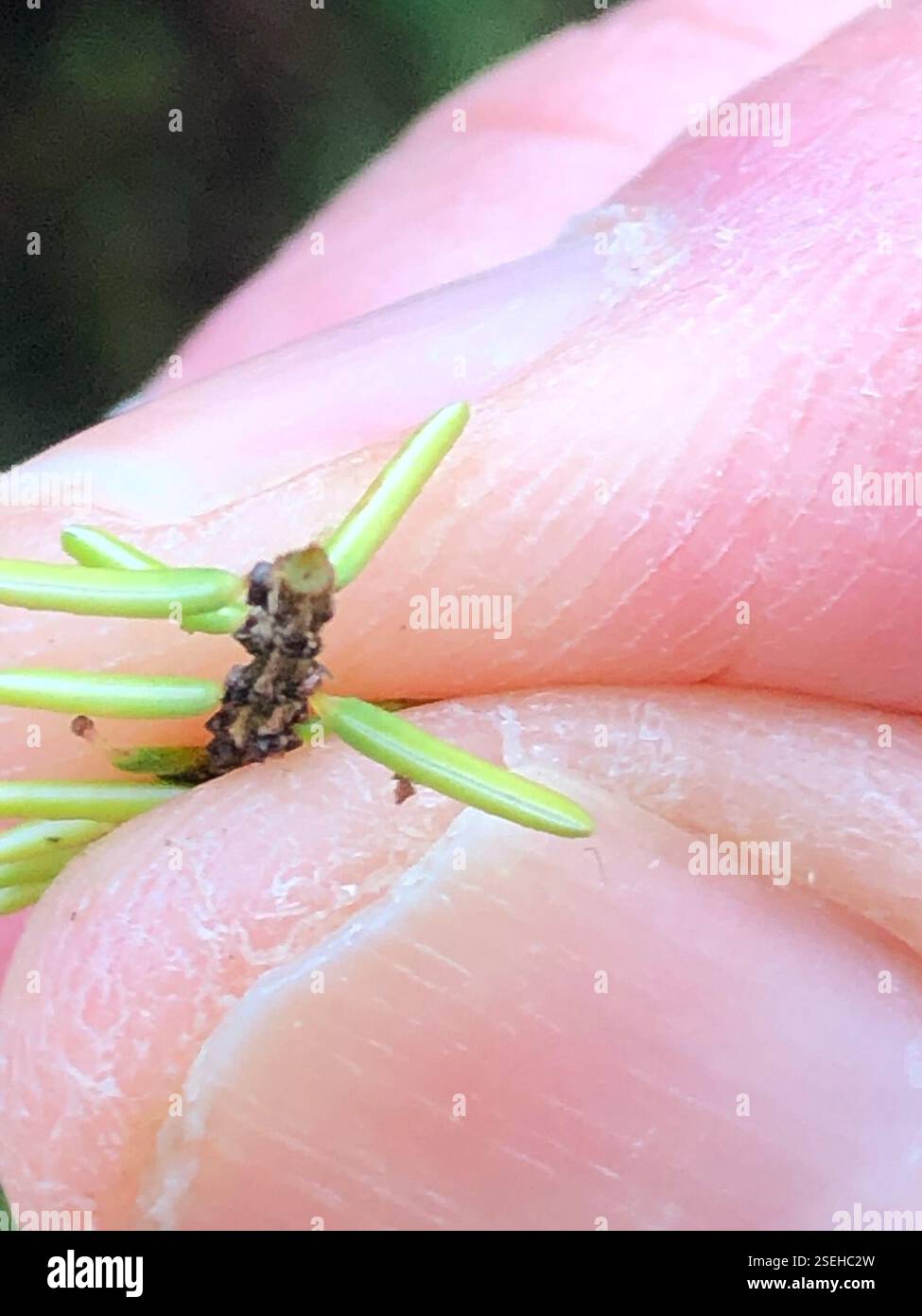 Spring Heath (Erica carnea), Plantae, Heol y Gors, Cardiff, Wales, GB, diese Pflanze wuchs in einer grasbewachsenen Vorstadtstraße zwischen Häusern. Da es sich um ein dekoratives Heidekraut handelt, ist es wahrscheinlich, dass es aus den umliegenden Häusern stammt. Die Antheren ragen aus der Corolla hervor und der Kelch ist viel länger als der Pedikel. Der Flansch, der von der Basis eines Blattes zum darunter liegenden verläuft, scheint über seine Länge mehr oder weniger die gleiche Größe zu haben. (Siehe Foto 6) die Blätter sind sehr schmal, haarlos und in Wirbeln von 4, mit einer sehr kurzen Blattstiele. Die Blattunterseite zeigt eine sehr dünne weiße Linie entlang der Länge Stockfoto