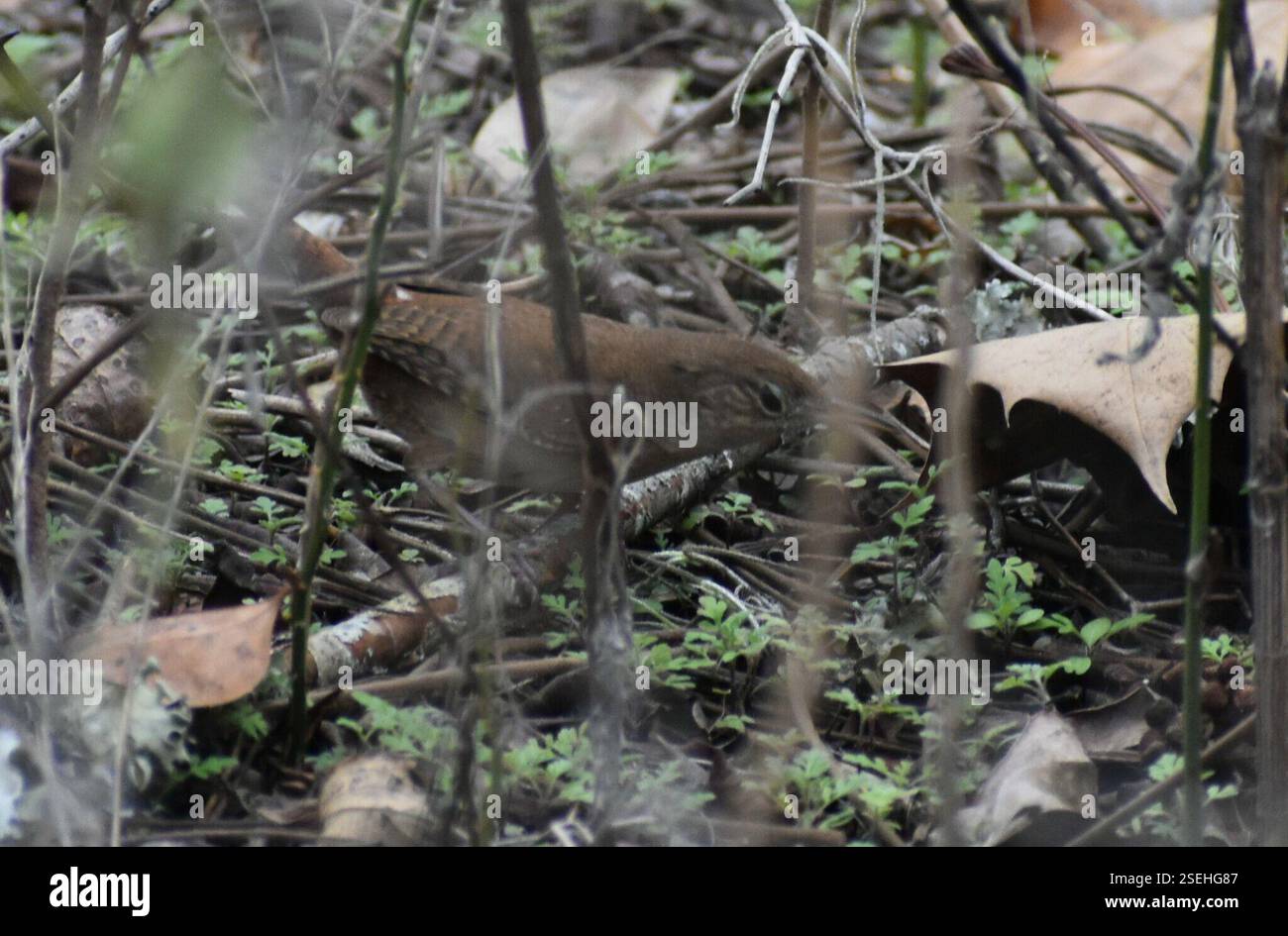 Troglodytes Wrens (Troglodytes), Aves, Alachua County, FL, USA Stockfoto