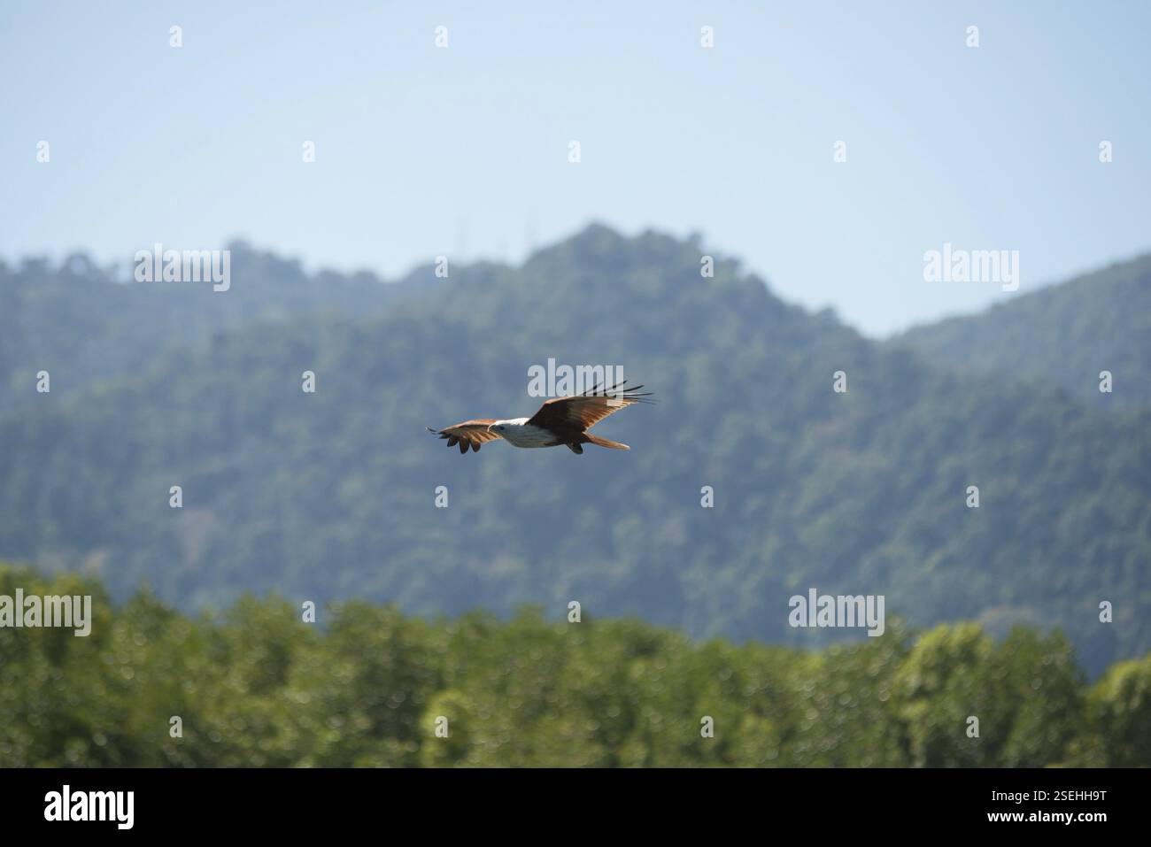 Adler fliegen hoch in Langkawi, Malaysia, Asien Stockfoto