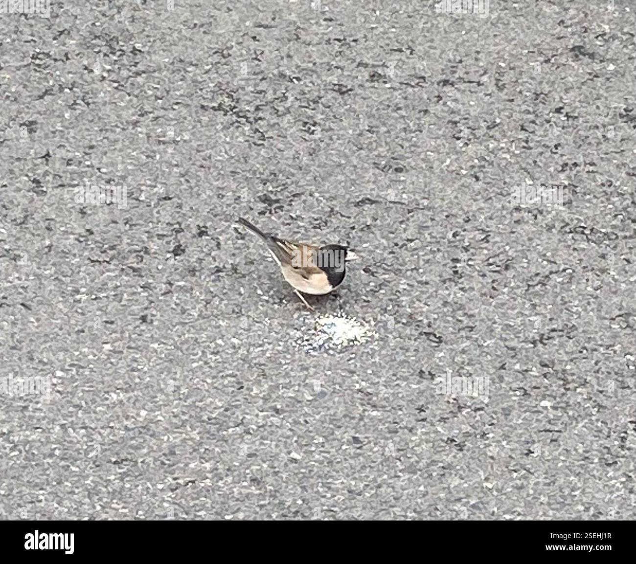 Dunkeläugige Junco (Junco hyemalis), Aves, Oregon Zoo, Portland, OR, US Stockfoto