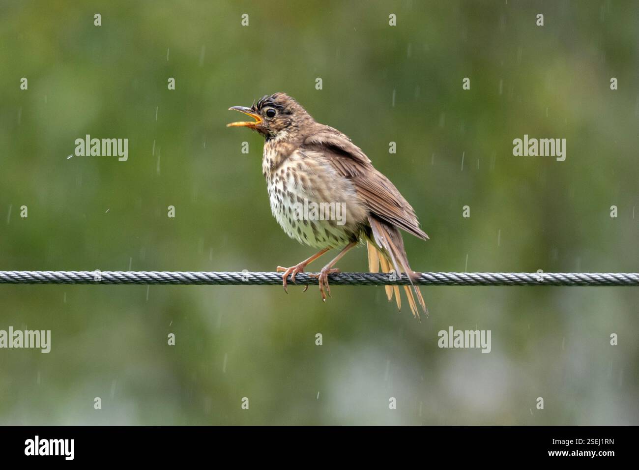 Song Thrush, Turdus philomelos, singen im Kabel, Nelson, South Island, Neuseeland Stockfoto