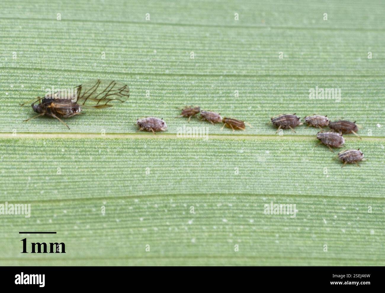 Bambus blattlaus -Fotos und -Bildmaterial in hoher Auflsung  Alamy