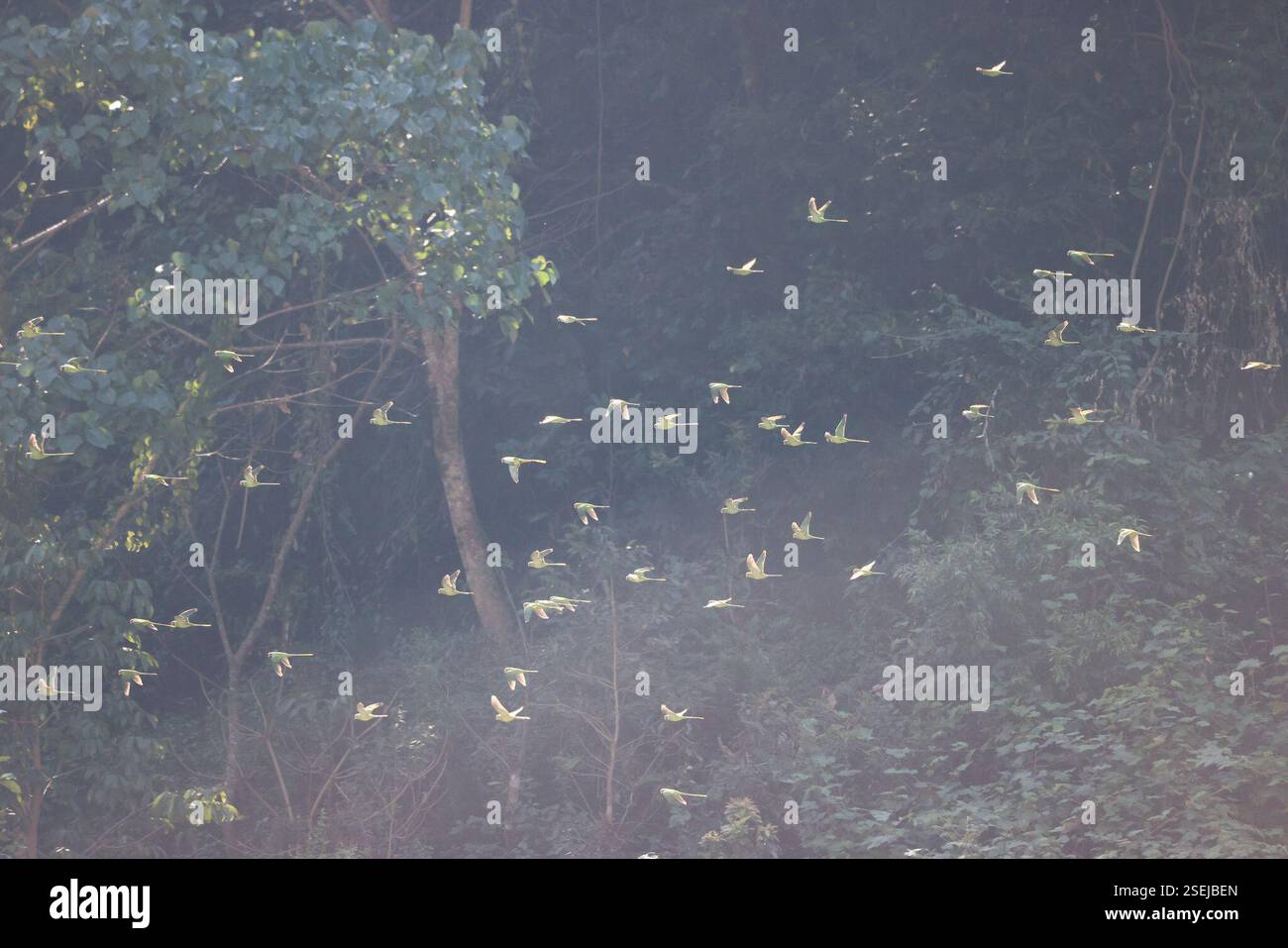 Schiefersittich (Psittacula himalayana), Aves, Puranchour 33700, Nepal Stockfoto