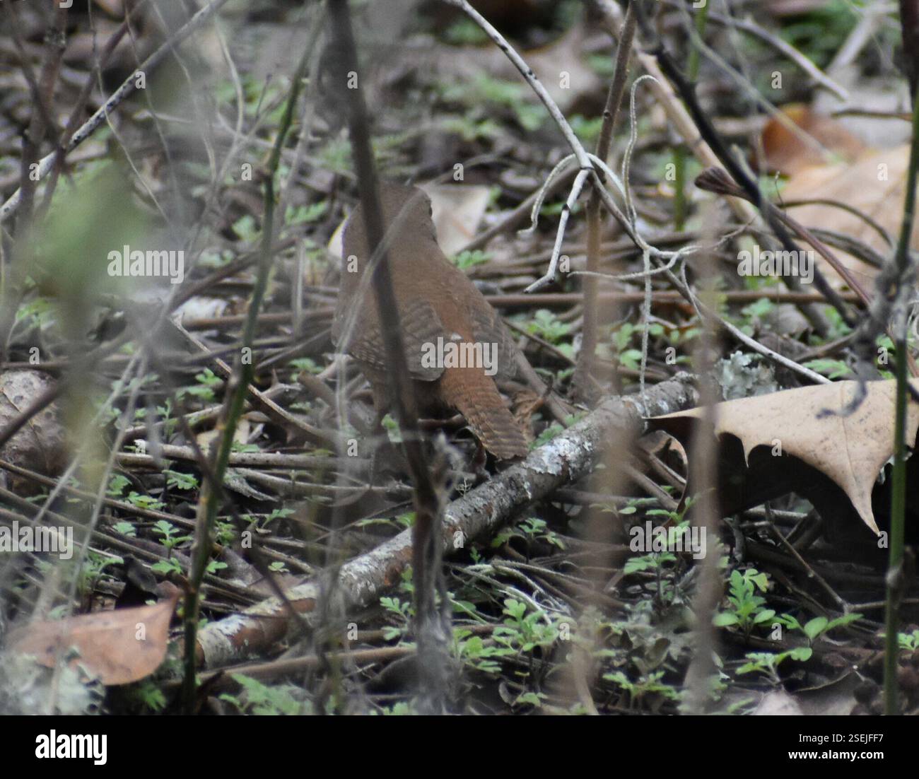 Troglodytes Wrens (Troglodytes), Aves, Alachua County, FL, USA Stockfoto