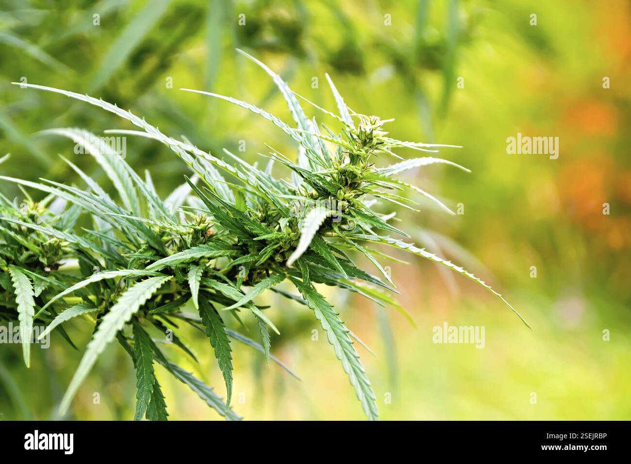 Zweig von Hanf mit Blätter und Blütenstände auf einem Hintergrund von Gras Stockfoto