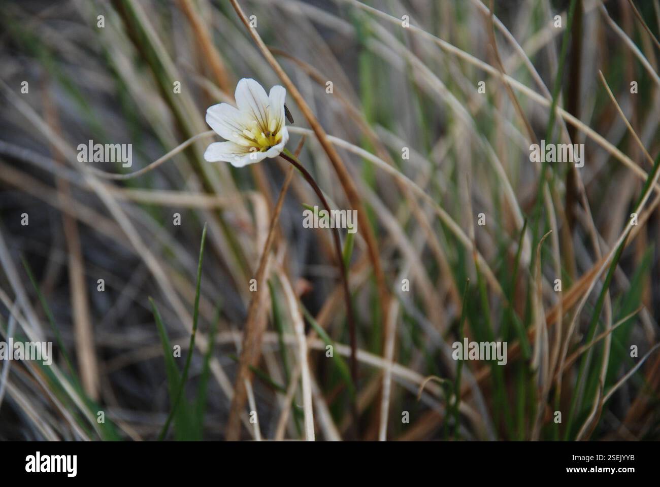 Snowdon Lily (Gagea serotina), Plantae, Чукотский автономный округ, Россия Stockfoto