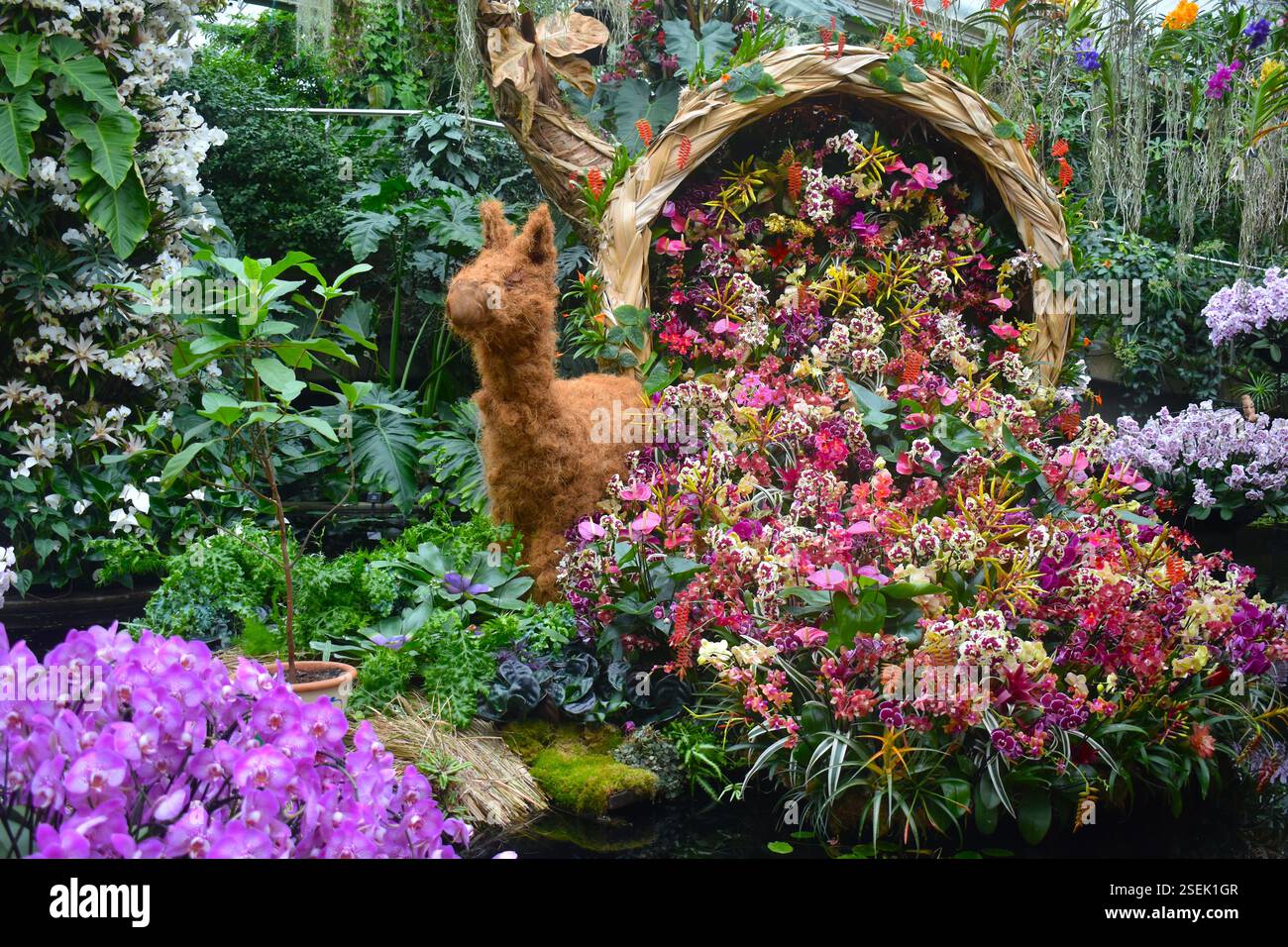 Orchideen in Kew beim von Peru inspirierten Blumenfest in London der Eintritt in den königlichen Garten ist für Mitglieder kostenlos und beinhaltet einen Besuch der jährlichen Orchideenshow Stockfoto