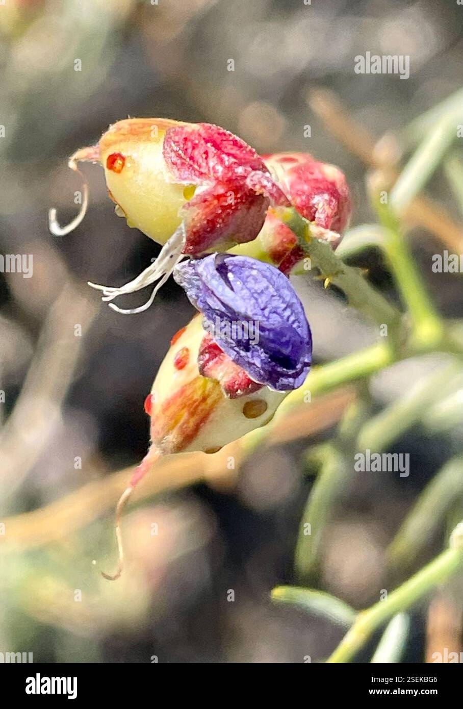 Schott's Indigobush (Psorothamnus schottii), Plantae, Santa Rosa und San Jacinto Mountains National Monument, La Quinta, CA, USA, 'Faces in Nature' Ich liebe die lila Baskenmütze, die sie trägt. Schotts Indigobush (Psorothamnus schottii), auch bekannt als Indigo Bush, Dalea schottii und Mesa Dalea, ist ein einheimischer, ausdauernder Sträucher aus der Familie der Leguminosen (Fabaceae), der 1 bis 2 m (bis zu 6,5 ft) hoch in der Creosote Bush Scrub Pflanzengemeinschaft wächst. Die Blätter sind linear, nadelförmig, mit Drüsen gepunktet und 1 bis 3 cm lang. Die Blüten sind tief indigoblau-lila. Blütezeit: März-Mai. Früchte sind 7-10 mm lang und haben große, weit verteilte Apar Stockfoto