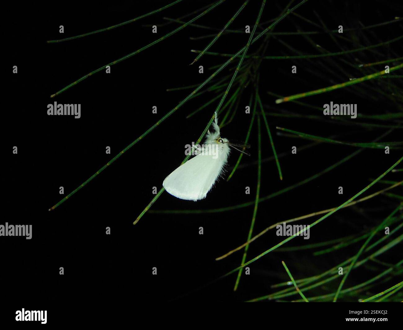 (Acyphas), Insecta, Hobart TAS, Australien, ich beginne jetzt stark zu vermuten, dass diese absolut reinen und unscharfen weißen Kaninchen der Mottenwelt, die definitiv meine Lieblingskinchen sind, egal wie regelmäßig sie sind, überhaupt keine Rush Motten sind, sondern eine Art unbekannter, vielleicht sogar nicht beschriebener Art von Tussock Moth!!! Sicher, es wäre toll zu wissen, was los ist; der Allesfressende, der auch hier lebt, hat eine markante dunkelrote Hautblume auf dem Kopf und einen einzigen schwarzen Fleck auf den Flügeln, wo diese komplett weiß und mit gelber Haut sind... Stockfoto