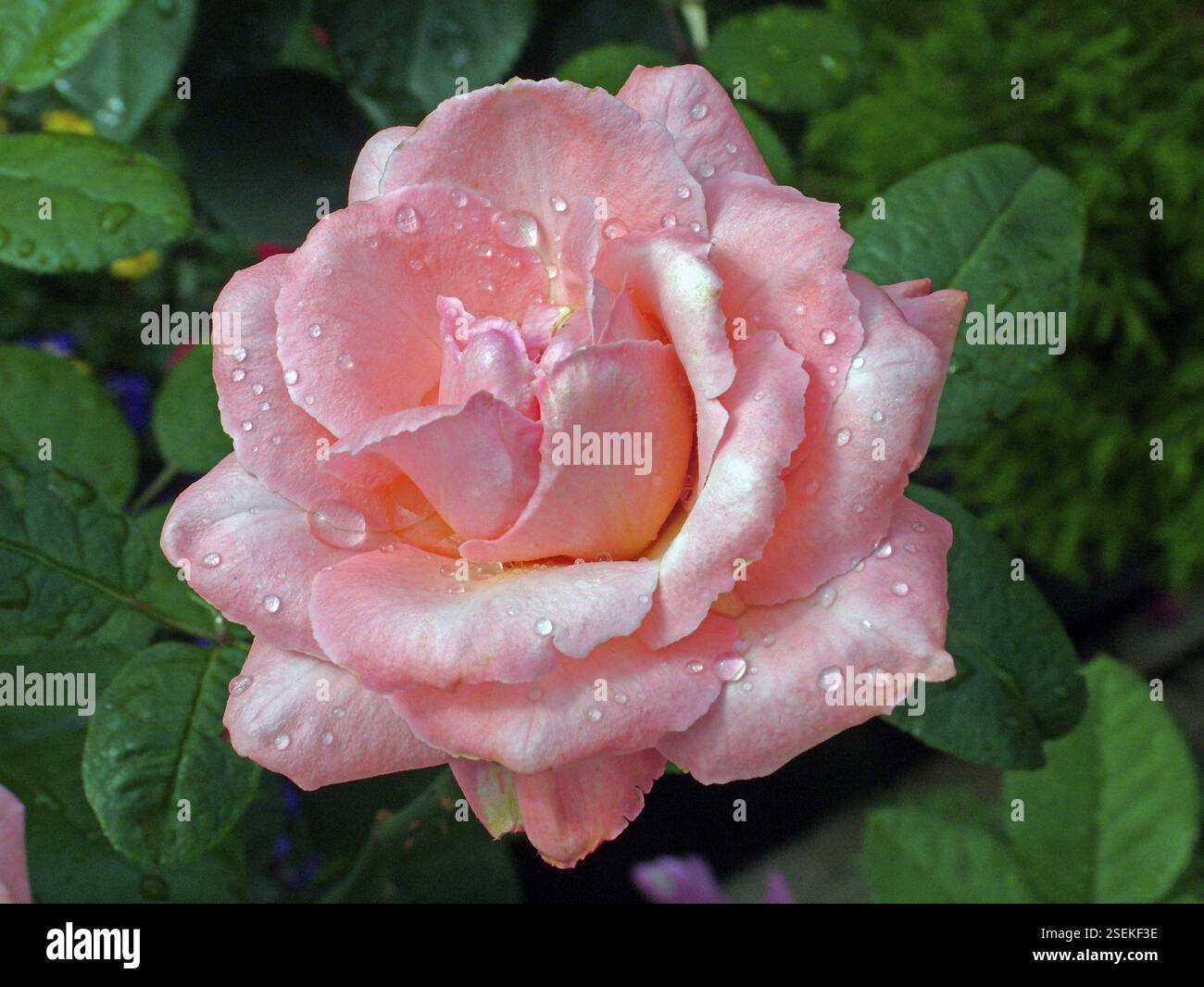 Duftende Rose Stockfoto