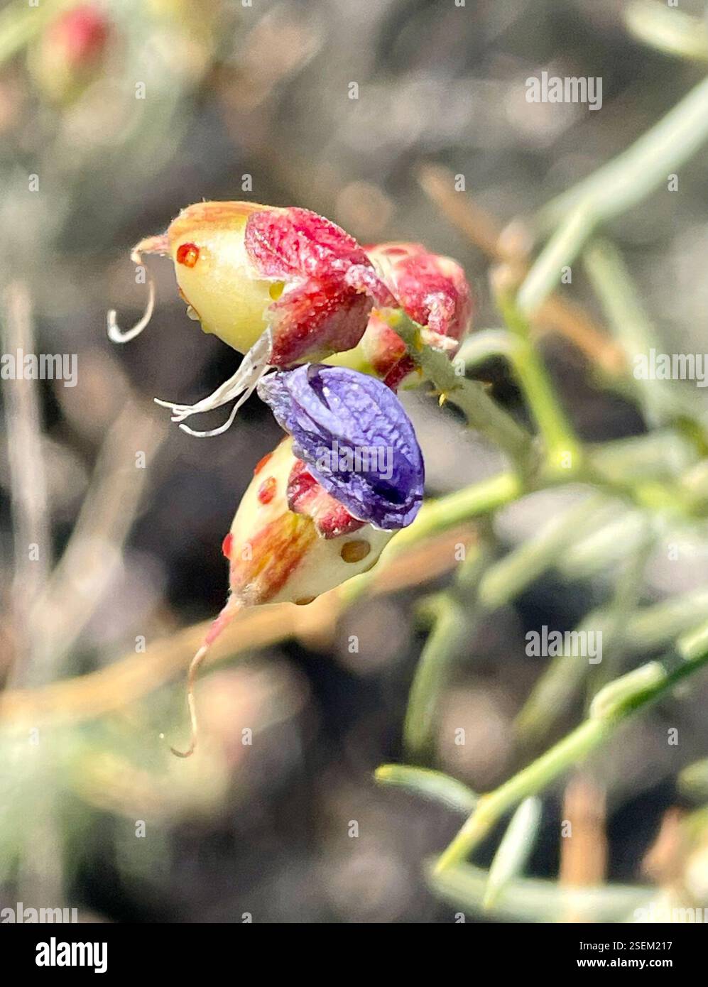 Schott's Indigobush (Psorothamnus schottii), Plantae, Santa Rosa und San Jacinto Mountains National Monument, La Quinta, CA, USA, 'Faces in Nature' Ich liebe die lila Baskenmütze, die sie trägt. Schotts Indigobush (Psorothamnus schottii), auch bekannt als Indigo Bush, Dalea schottii und Mesa Dalea, ist ein einheimischer, ausdauernder Sträucher aus der Familie der Leguminosen (Fabaceae), der 1 bis 2 m (bis zu 6,5 ft) hoch in der Creosote Bush Scrub Pflanzengemeinschaft wächst. Die Blätter sind linear, nadelförmig, mit Drüsen gepunktet und 1 bis 3 cm lang. Die Blüten sind tief indigoblau-lila. Blütezeit: März-Mai. Früchte sind 7-10 mm lang und haben große, weit verteilte Apar Stockfoto