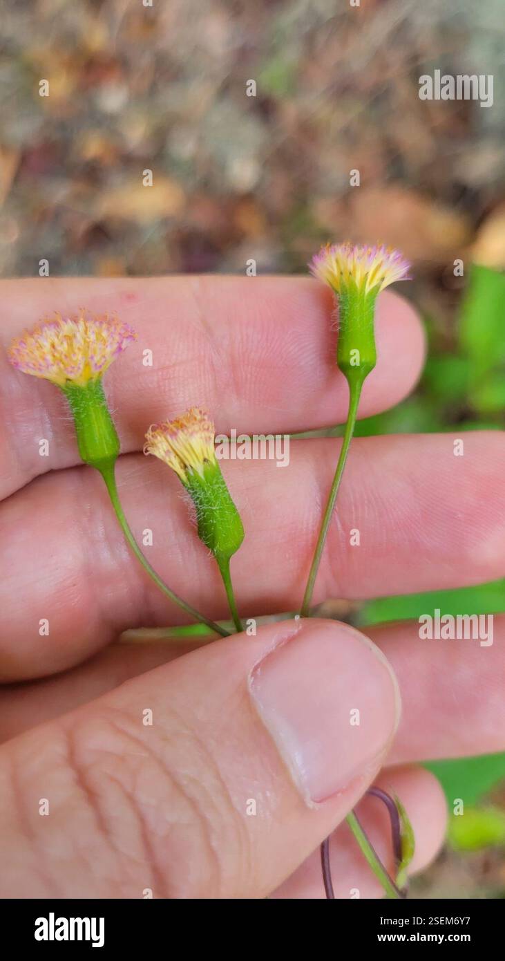 Tasselblumen (Emilia), Plantae, Clermont, FL 34711, USA Stockfoto
