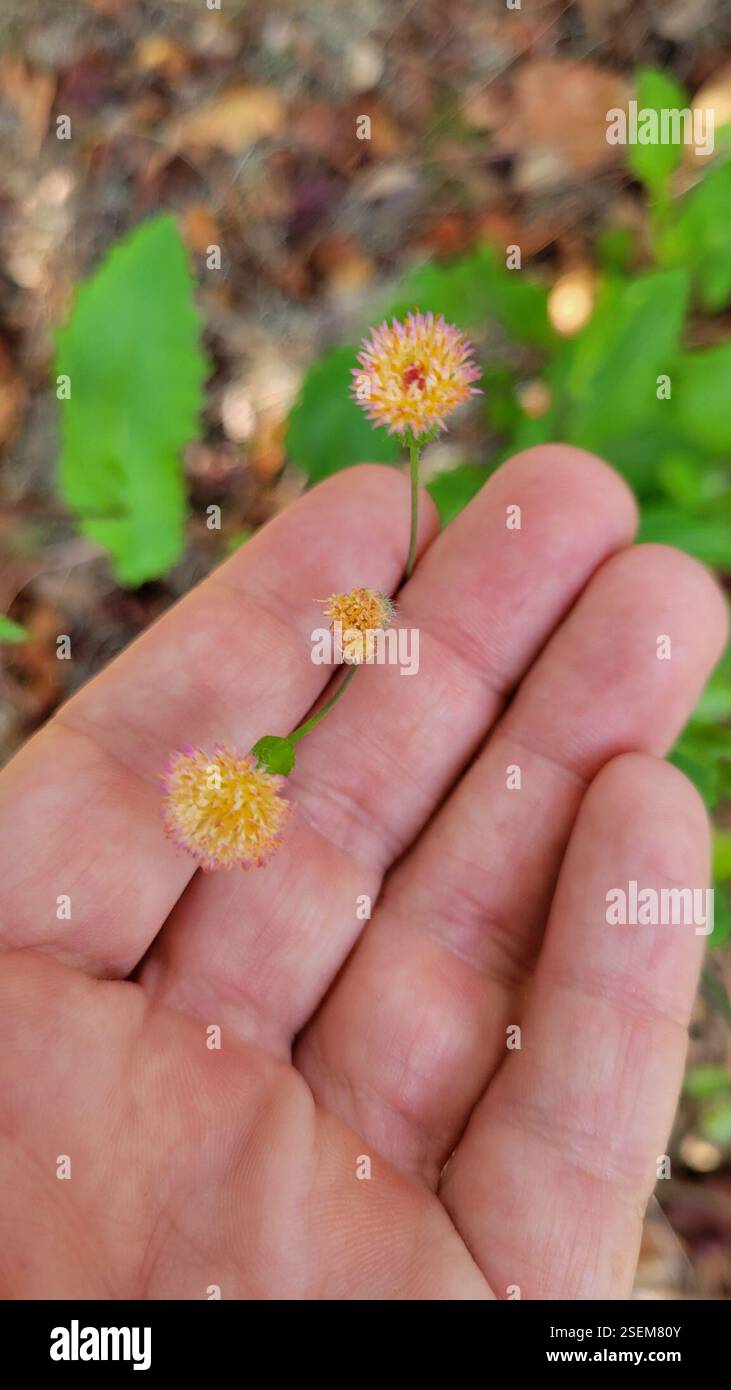 Tasselblumen (Emilia), Plantae, Clermont, FL 34711, USA Stockfoto