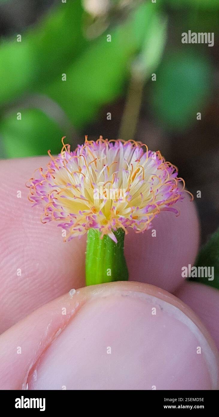Tasselblumen (Emilia), Plantae, Clermont, FL 34711, USA Stockfoto