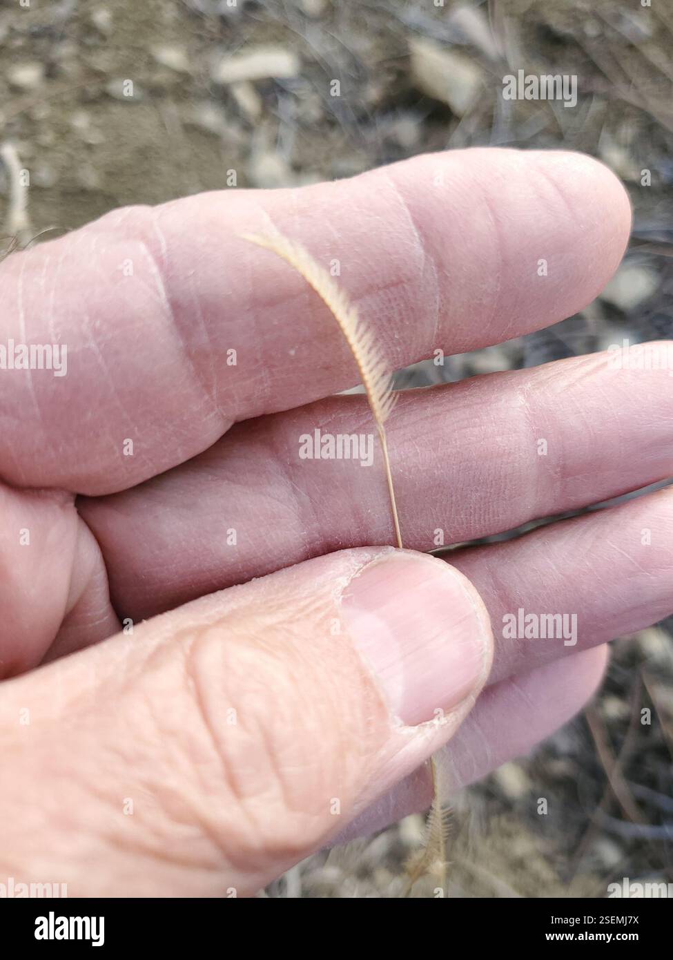 Blue Grama (Bouteloua gracilis), Plantae, Musselshell County, MT, USA Stockfoto