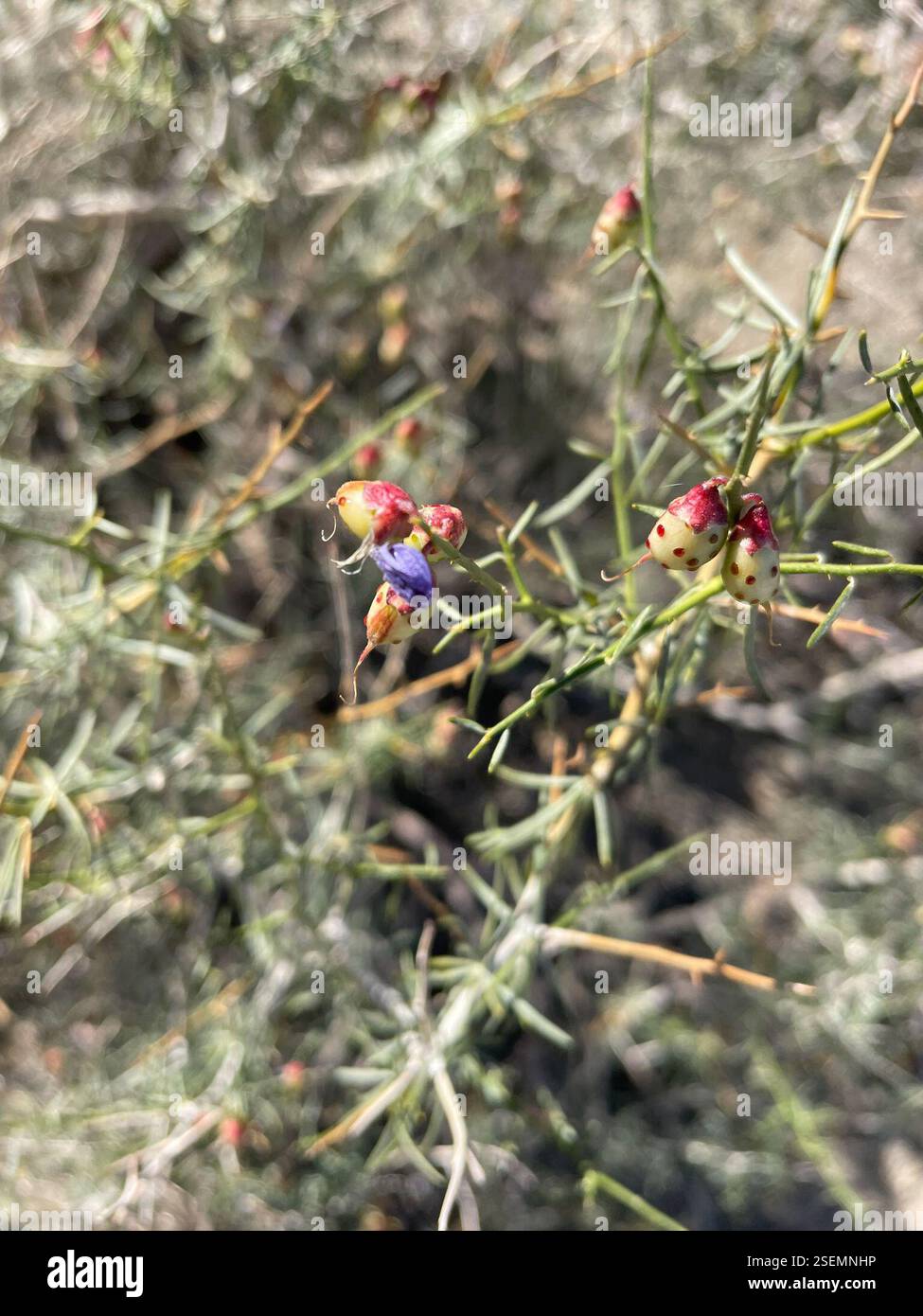 Schott's Indigobush (Psorothamnus schottii), Plantae, Santa Rosa und San Jacinto Mountains National Monument, La Quinta, CA, USA, 'Faces in Nature' Ich liebe die lila Baskenmütze, die sie trägt. Schotts Indigobush (Psorothamnus schottii), auch bekannt als Indigo Bush, Dalea schottii und Mesa Dalea, ist ein einheimischer, ausdauernder Sträucher aus der Familie der Leguminosen (Fabaceae), der 1 bis 2 m (bis zu 6,5 ft) hoch in der Creosote Bush Scrub Pflanzengemeinschaft wächst. Die Blätter sind linear, nadelförmig, mit Drüsen gepunktet und 1 bis 3 cm lang. Die Blüten sind tief indigoblau-lila. Blütezeit: März-Mai. Früchte sind 7-10 mm lang und haben große, weit verteilte Apar Stockfoto