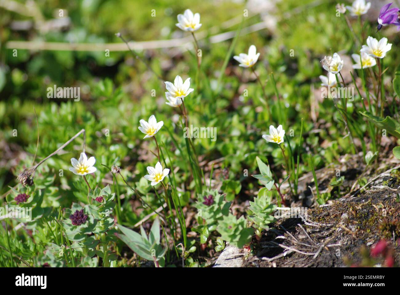 Snowdon Lily (Gagea serotina), Plantae, Чукотский автономный округ, Россия Stockfoto