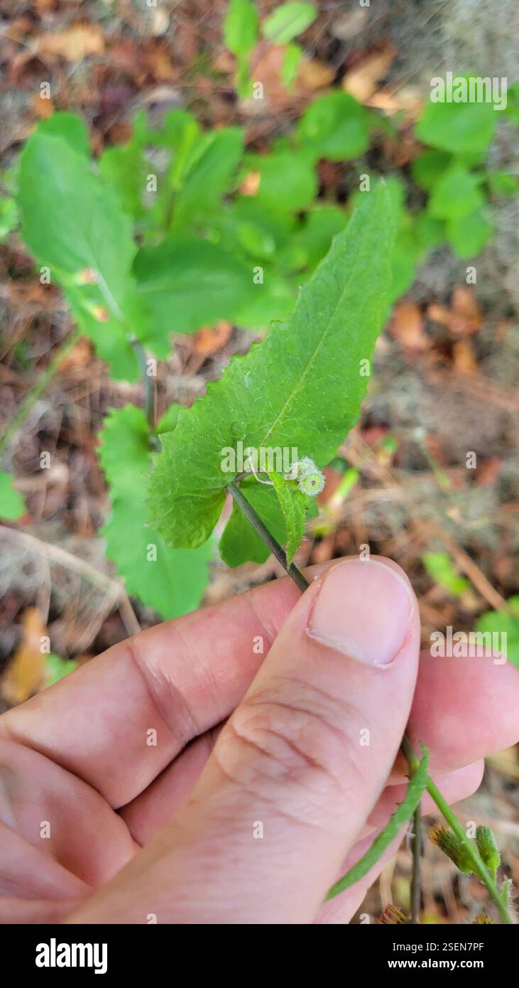 Tasselblumen (Emilia), Plantae, Clermont, FL 34711, USA Stockfoto