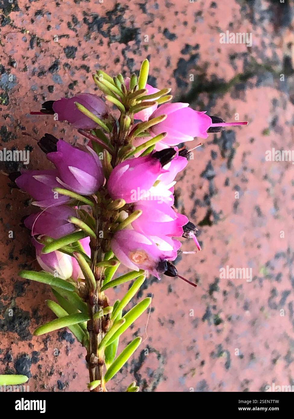 Spring Heath (Erica carnea), Plantae, Heol y Gors, Cardiff, Wales, GB, diese Pflanze wuchs in einer grasbewachsenen Vorstadtstraße zwischen Häusern. Da es sich um ein dekoratives Heidekraut handelt, ist es wahrscheinlich, dass es aus den umliegenden Häusern stammt. Die Antheren ragen aus der Corolla hervor und der Kelch ist viel länger als der Pedikel. Der Flansch, der von der Basis eines Blattes zum darunter liegenden verläuft, scheint über seine Länge mehr oder weniger die gleiche Größe zu haben. (Siehe Foto 6) die Blätter sind sehr schmal, haarlos und in Wirbeln von 4, mit einer sehr kurzen Blattstiele. Die Blattunterseite zeigt eine sehr dünne weiße Linie entlang der Länge Stockfoto