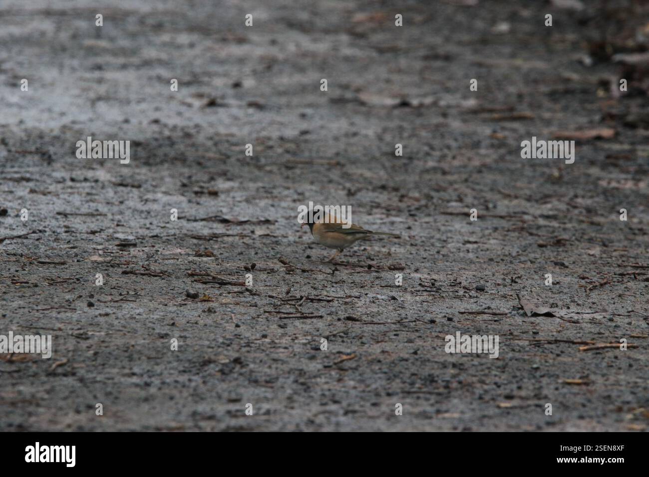 Dunkeläugiger Junco (Junco hyemalis), Aves, Lane, Oregon, Vereinigte Staaten Stockfoto
