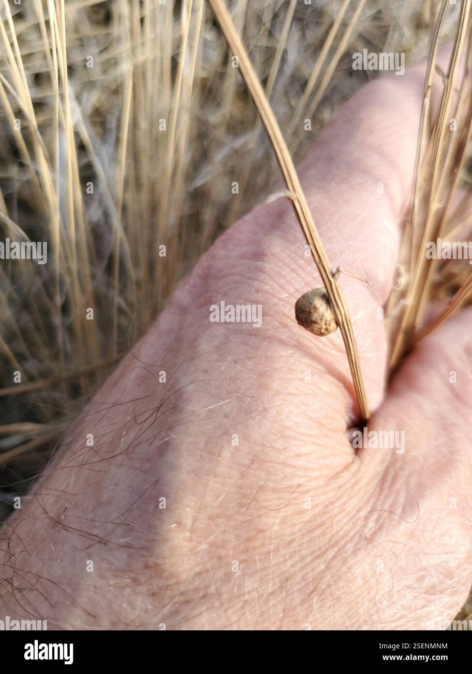 Insekten (Insecta), Insecta, Musselshell County, MT, USA, Gall Stockfoto