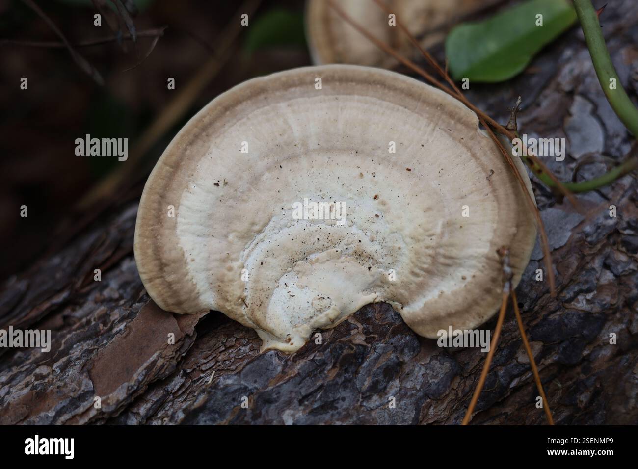 Unterseite des Schelfpilzes, der auf Baumstämmen wächst Stockfoto