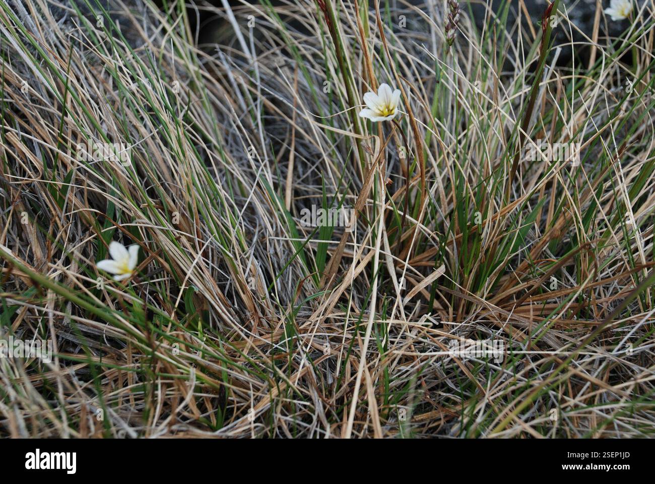 Snowdon Lily (Gagea serotina), Plantae, Чукотский автономный округ, Россия Stockfoto