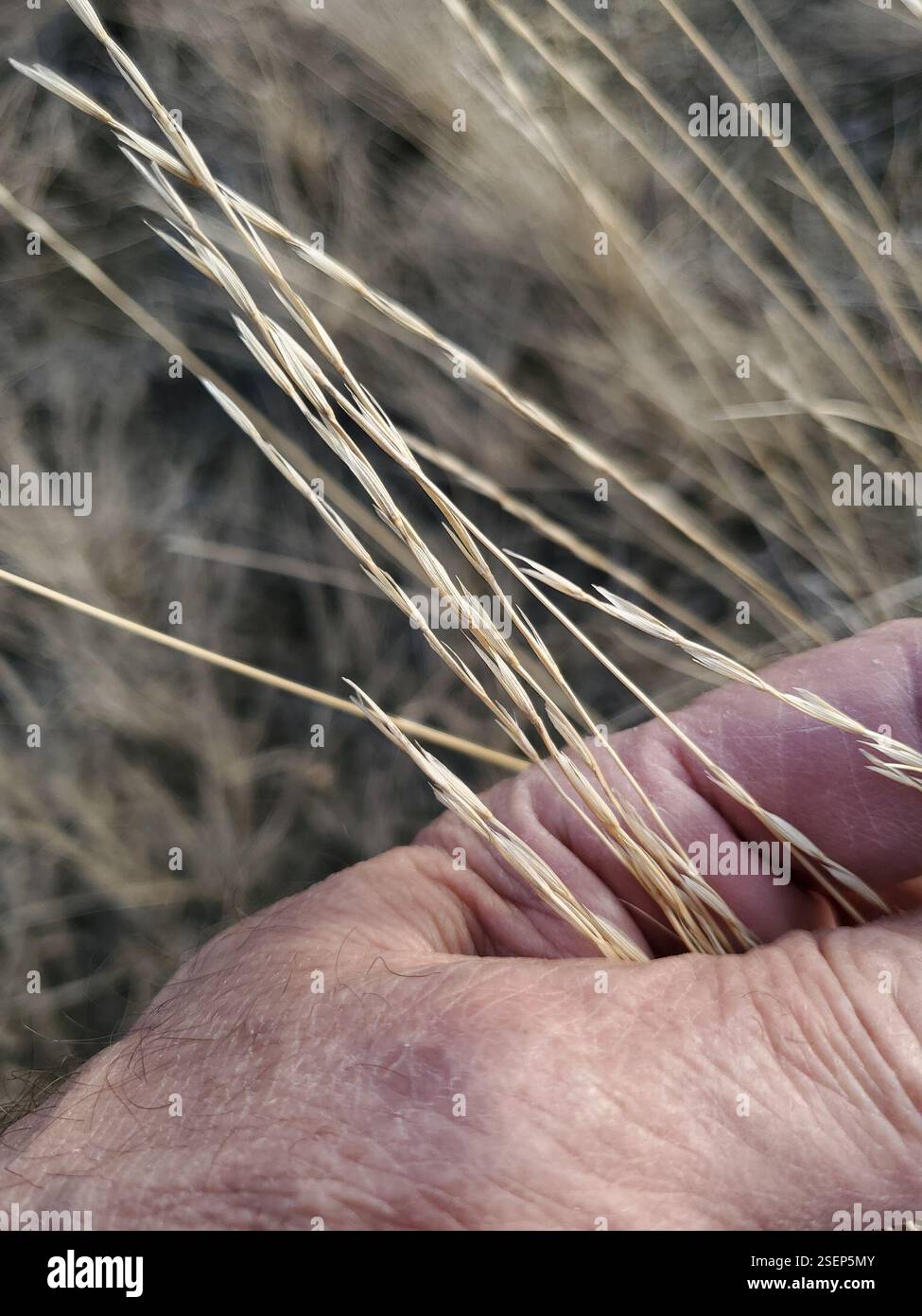 Schlankes Weizengras (Elymus trachycaulus), Plantae, Musselshell County, MT, USA Stockfoto