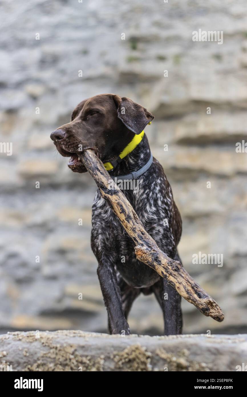 Vertikales Porträt eines Hundes der deutschen Braque-Rasse, der mit einem Stock im Mund spielt Stockfoto
