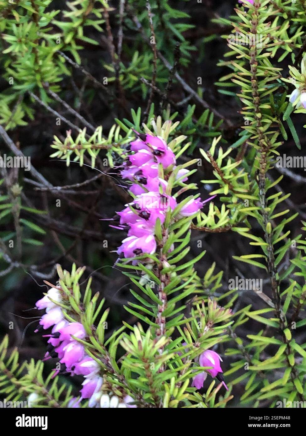Spring Heath (Erica carnea), Plantae, Heol y Gors, Cardiff, Wales, GB, diese Pflanze wuchs in einer grasbewachsenen Vorstadtstraße zwischen Häusern. Da es sich um ein dekoratives Heidekraut handelt, ist es wahrscheinlich, dass es aus den umliegenden Häusern stammt. Die Antheren ragen aus der Corolla hervor und der Kelch ist viel länger als der Pedikel. Der Flansch, der von der Basis eines Blattes zum darunter liegenden verläuft, scheint über seine Länge mehr oder weniger die gleiche Größe zu haben. (Siehe Foto 6) die Blätter sind sehr schmal, haarlos und in Wirbeln von 4, mit einer sehr kurzen Blattstiele. Die Blattunterseite zeigt eine sehr dünne weiße Linie entlang der Länge Stockfoto