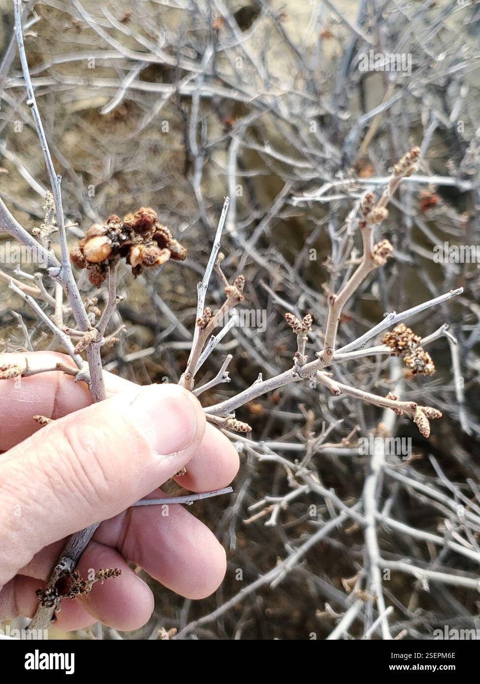 Duftender Sumak (Rhus aromatica), Plantae, Musselshell County, MT, USA Stockfoto