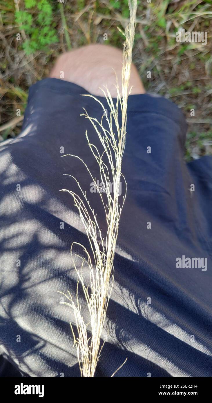 Panicgrasses (Panicum), Plantae, Clermont, FL 34711, USA Stockfoto