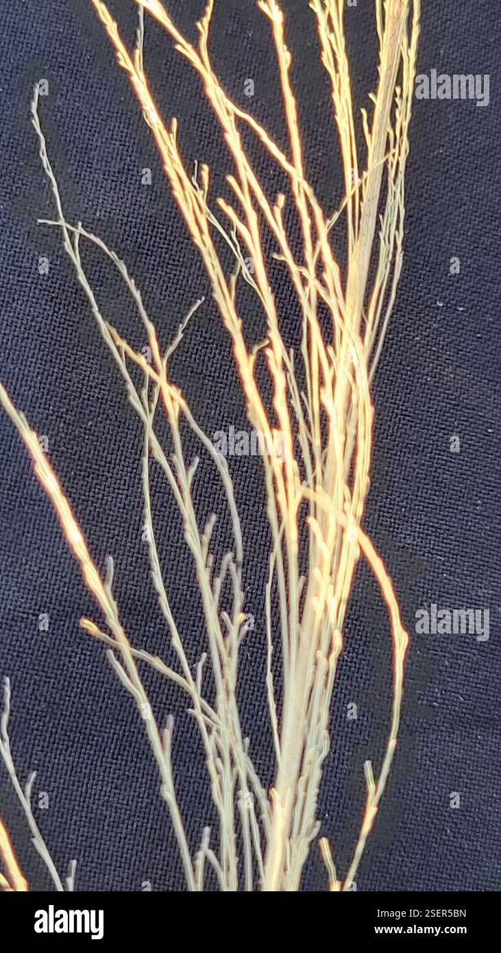 Panicgrasses (Panicum), Plantae, Clermont, FL 34711, USA Stockfoto