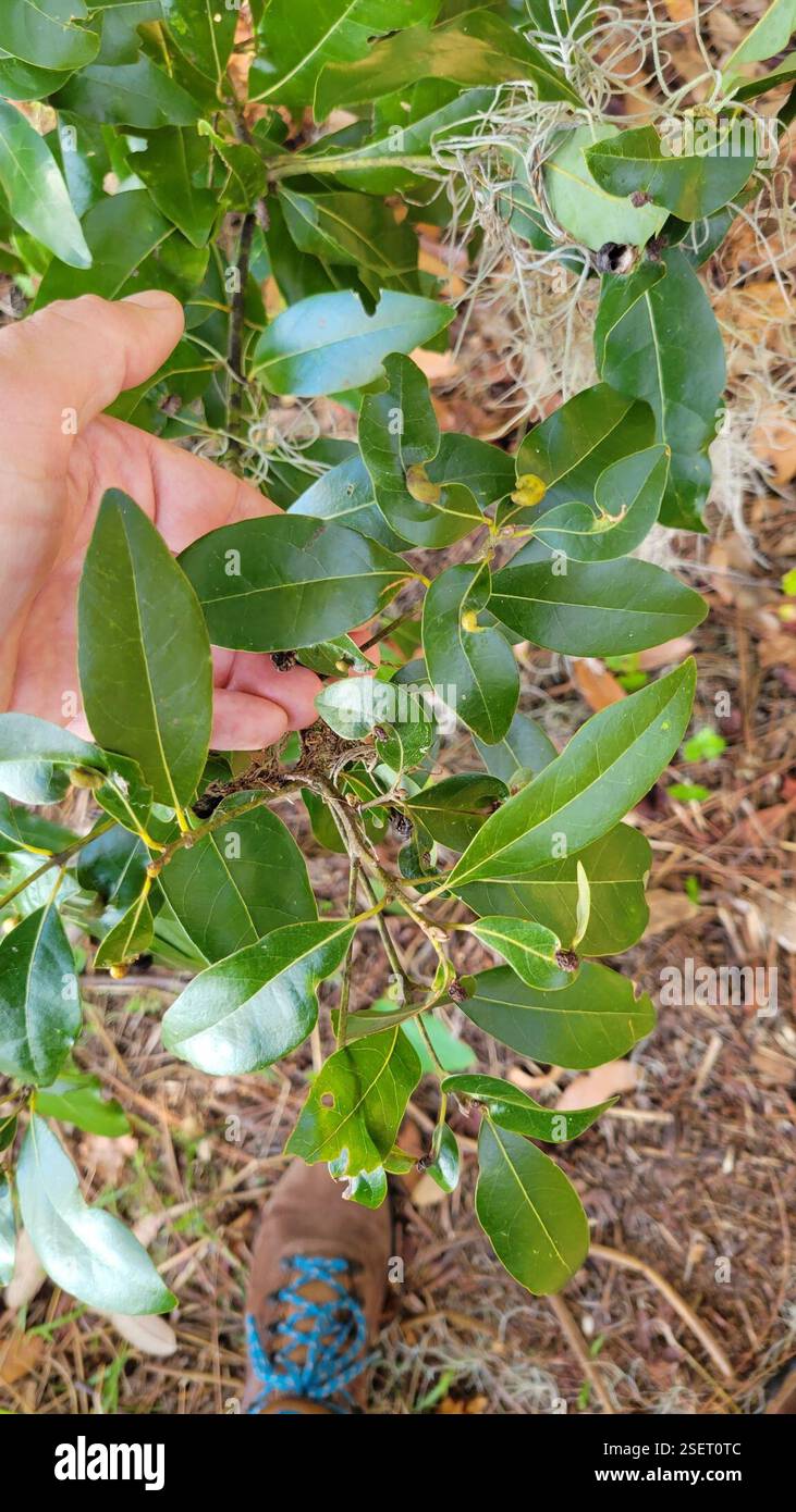 (Persea), Plantae, Clermont, FL 34711, USA Stockfoto