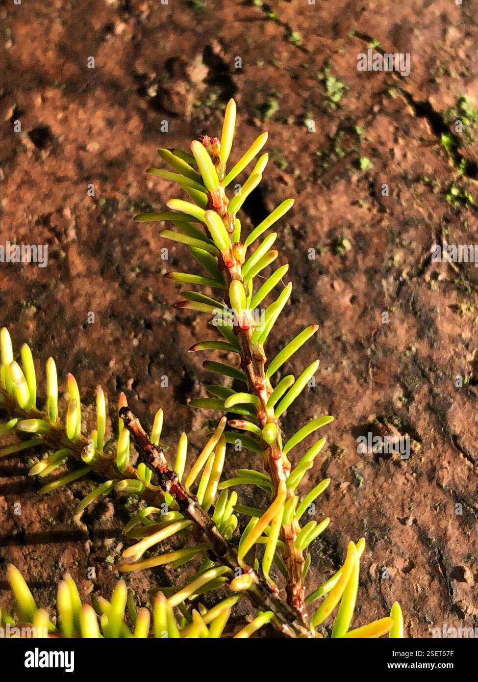 Spring Heath (Erica carnea), Plantae, Heol y Gors, Cardiff, Wales, GB, diese Pflanze wuchs in einer grasbewachsenen Vorstadtstraße zwischen Häusern. Da es sich um ein dekoratives Heidekraut handelt, ist es wahrscheinlich, dass es aus den umliegenden Häusern stammt. Die Antheren ragen aus der Corolla hervor und der Kelch ist viel länger als der Pedikel. Der Flansch, der von der Basis eines Blattes zum darunter liegenden verläuft, scheint über seine Länge mehr oder weniger die gleiche Größe zu haben. (Siehe Foto 6) die Blätter sind sehr schmal, haarlos und in Wirbeln von 4, mit einer sehr kurzen Blattstiele. Die Blattunterseite zeigt eine sehr dünne weiße Linie entlang der Länge Stockfoto