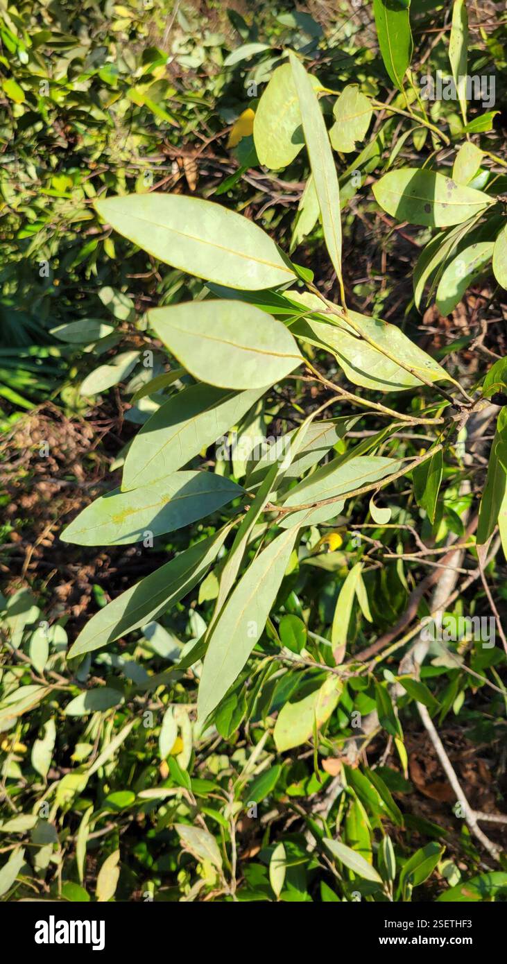 Dicots (Magnoliopsida), Plantae, Clermont, FL 34711, USA Stockfoto