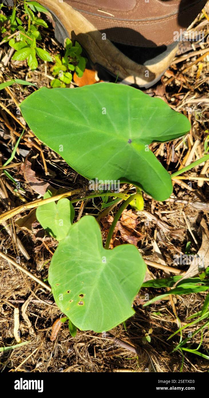 (Aroideae), Plantae, Clermont, FL 34711, USA Stockfoto