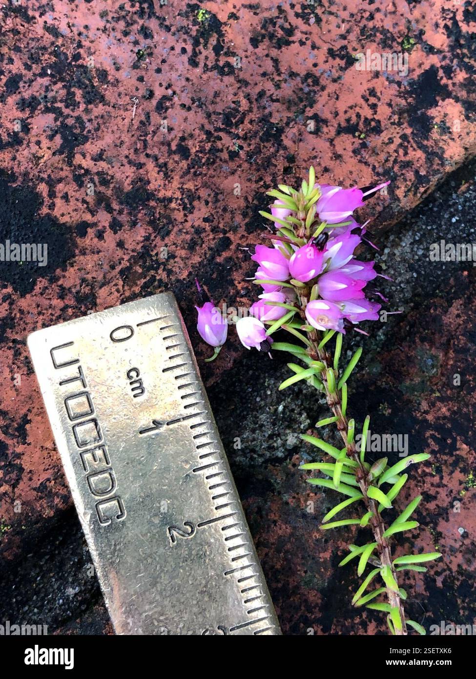 Spring Heath (Erica carnea), Plantae, Heol y Gors, Cardiff, Wales, GB, diese Pflanze wuchs in einer grasbewachsenen Vorstadtstraße zwischen Häusern. Da es sich um ein dekoratives Heidekraut handelt, ist es wahrscheinlich, dass es aus den umliegenden Häusern stammt. Die Antheren ragen aus der Corolla hervor und der Kelch ist viel länger als der Pedikel. Der Flansch, der von der Basis eines Blattes zum darunter liegenden verläuft, scheint über seine Länge mehr oder weniger die gleiche Größe zu haben. (Siehe Foto 6) die Blätter sind sehr schmal, haarlos und in Wirbeln von 4, mit einer sehr kurzen Blattstiele. Die Blattunterseite zeigt eine sehr dünne weiße Linie entlang der Länge Stockfoto