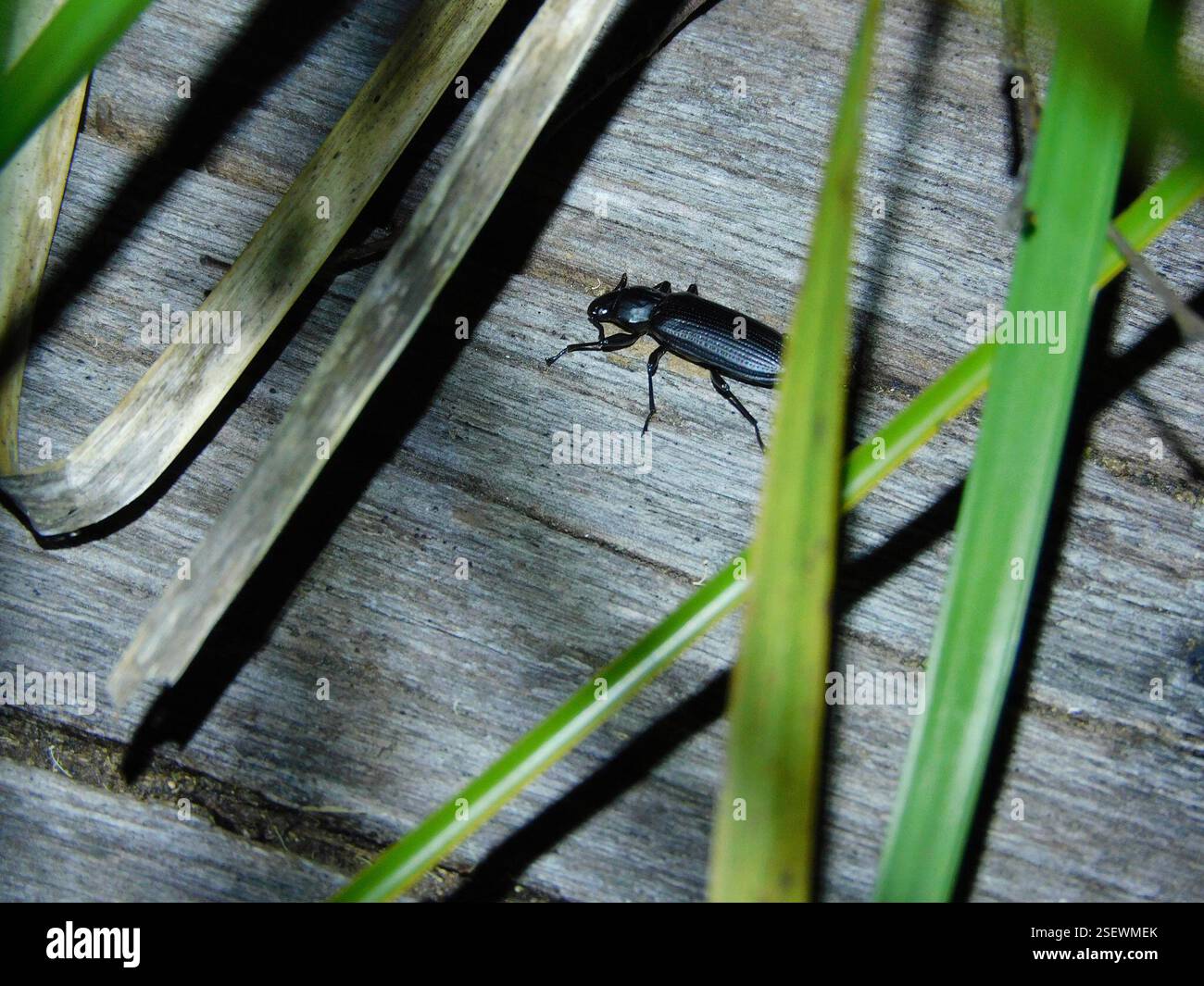 (Promethis), Insecta, Hobart TAS, Australien, (als Vogelfreund, Säugetierbeobachter und Froschjäger in erster Linie, aber ein leidenschaftlicher Bewunderer von Lebewesen insgesamt wäre jede ID für die verschiedenen wirbellosen Tiere, auf die ich gestoßen bin, faszinierend zu lernen!!) Stockfoto